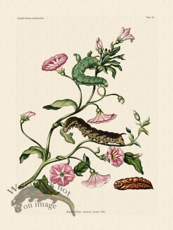 Wilkes Butterflies 094